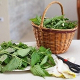 Koliko se kopriva kuva za ukras, salatu